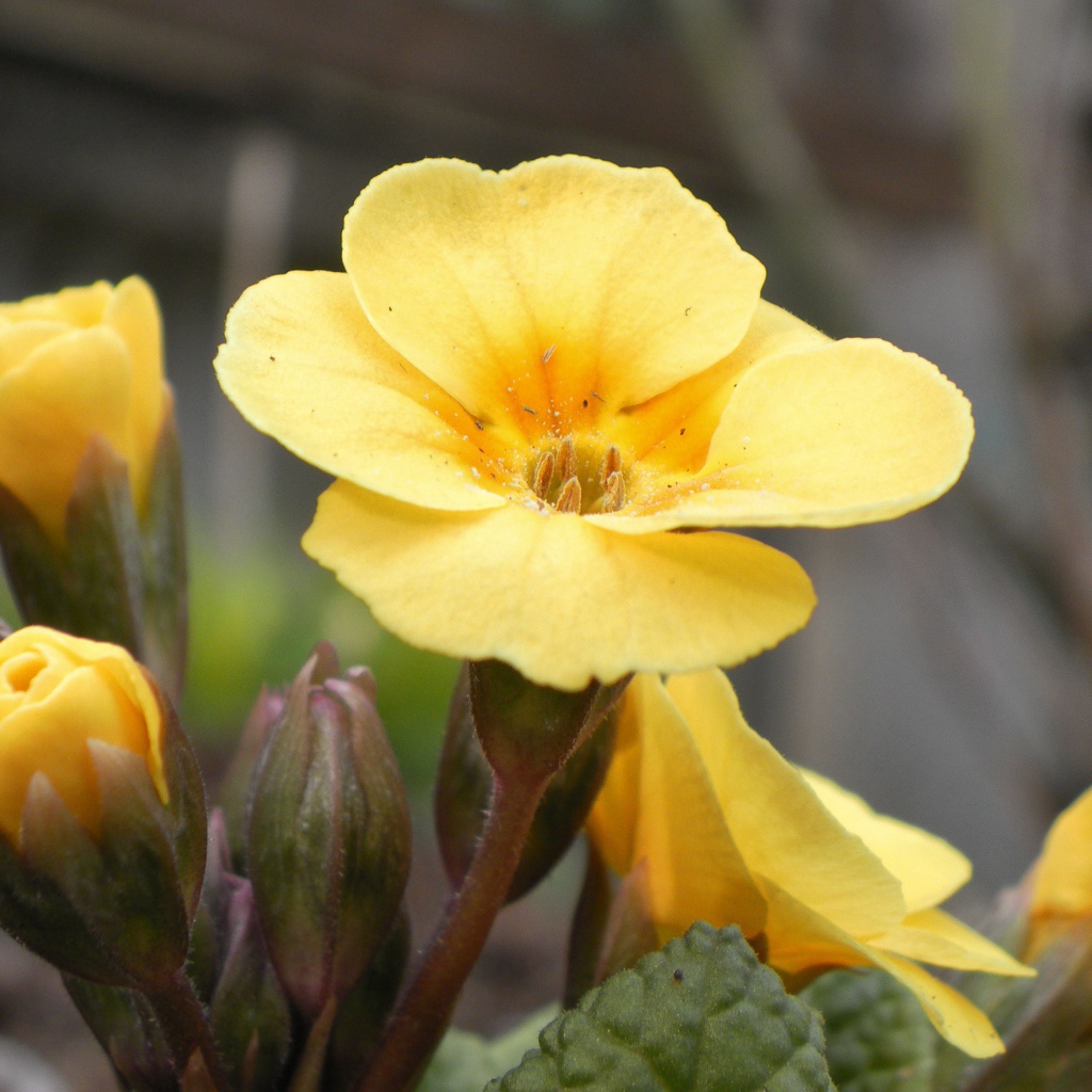 Красивые цветы примула на поляне