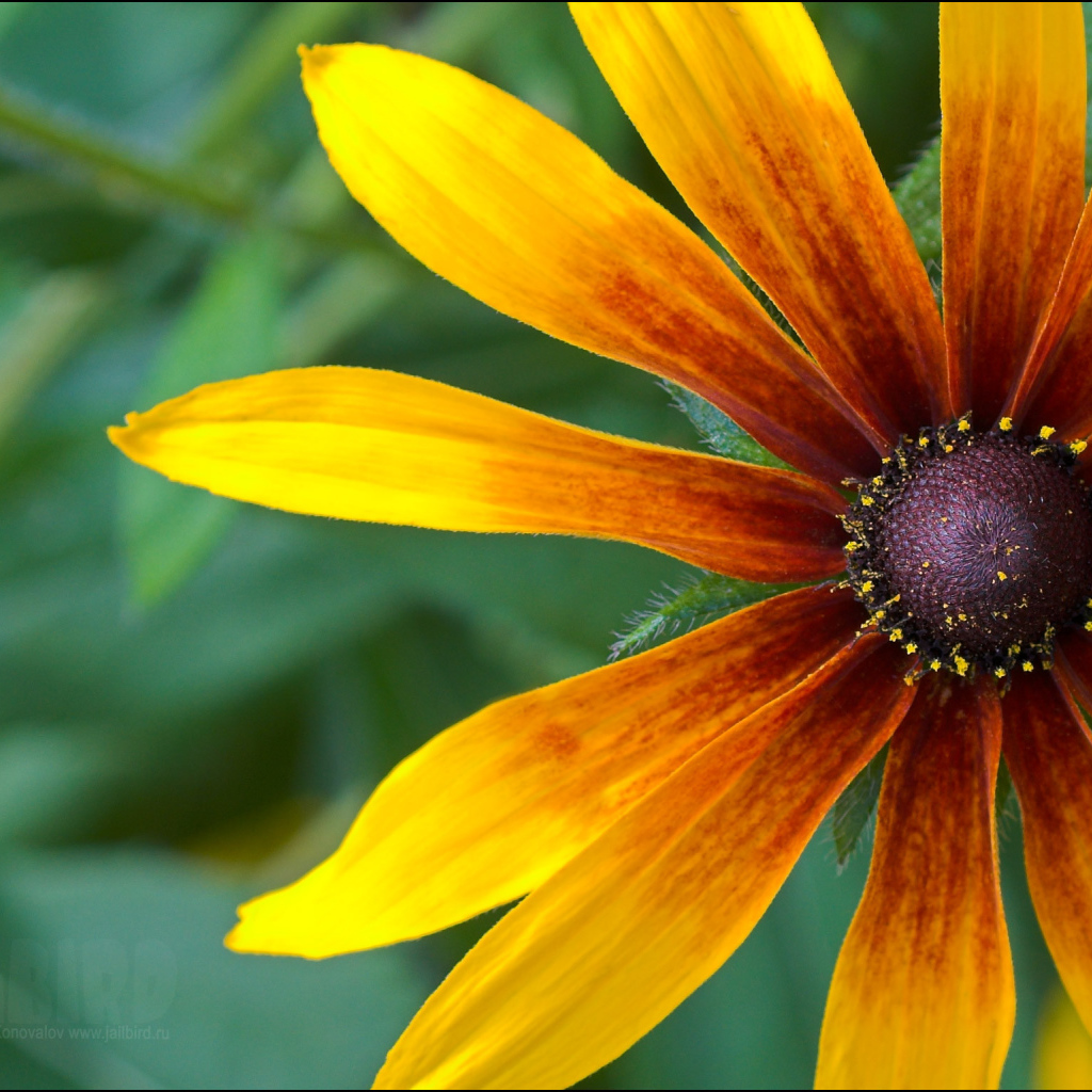 Красивые цветы рудбекия