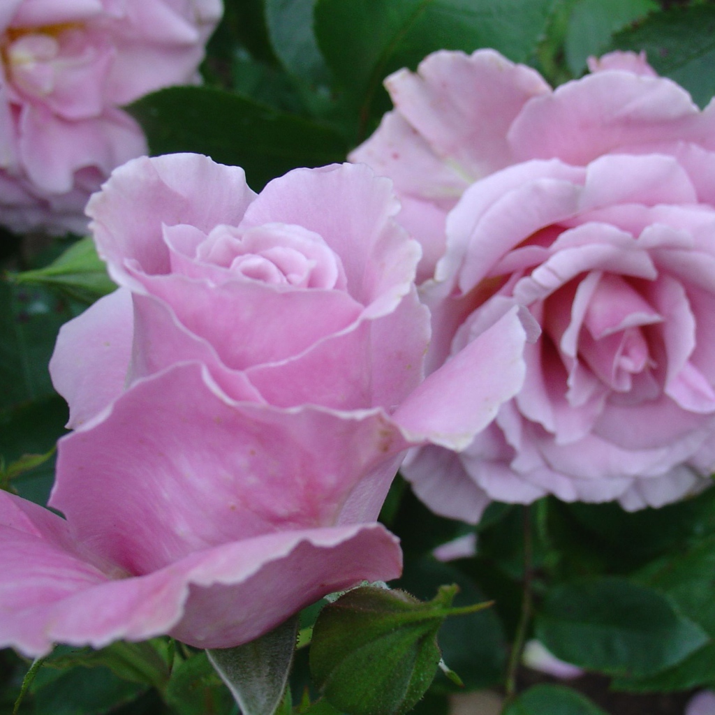 Красивые цветы кустарниковые розы на поляне