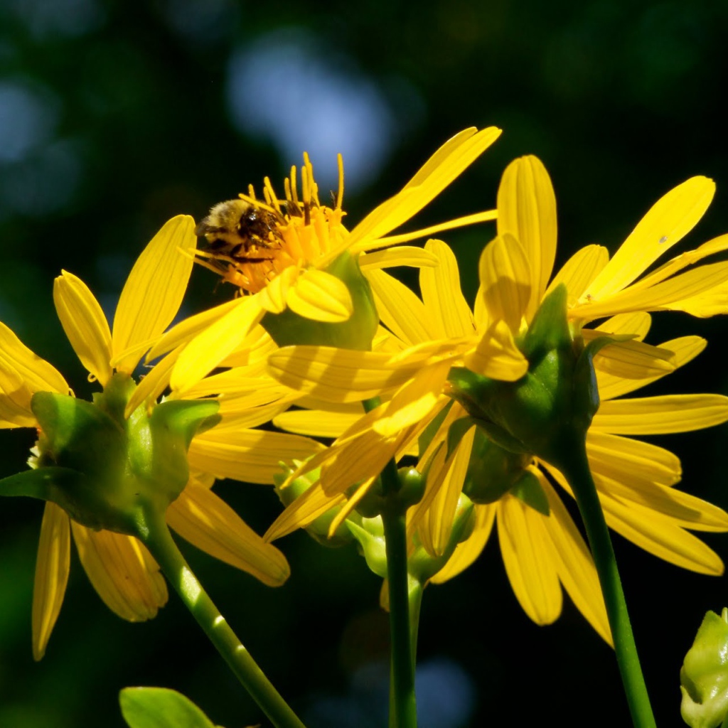 Красивые цветы венидиум (астровые) в саду