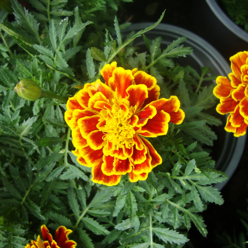 Красивые цветы венидиум (астровые) в парке