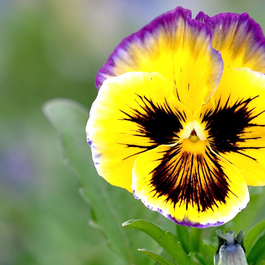 Красивые цветы виола (фиалка,анютины глазки)  на поляне