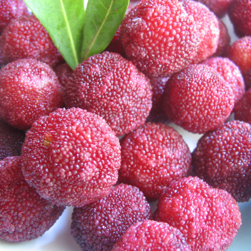 Красивые плоды растения восковник