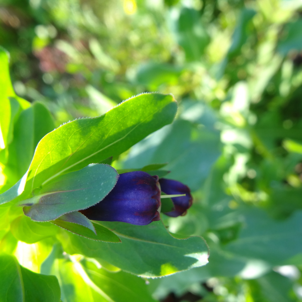 Красивый восковник в саду