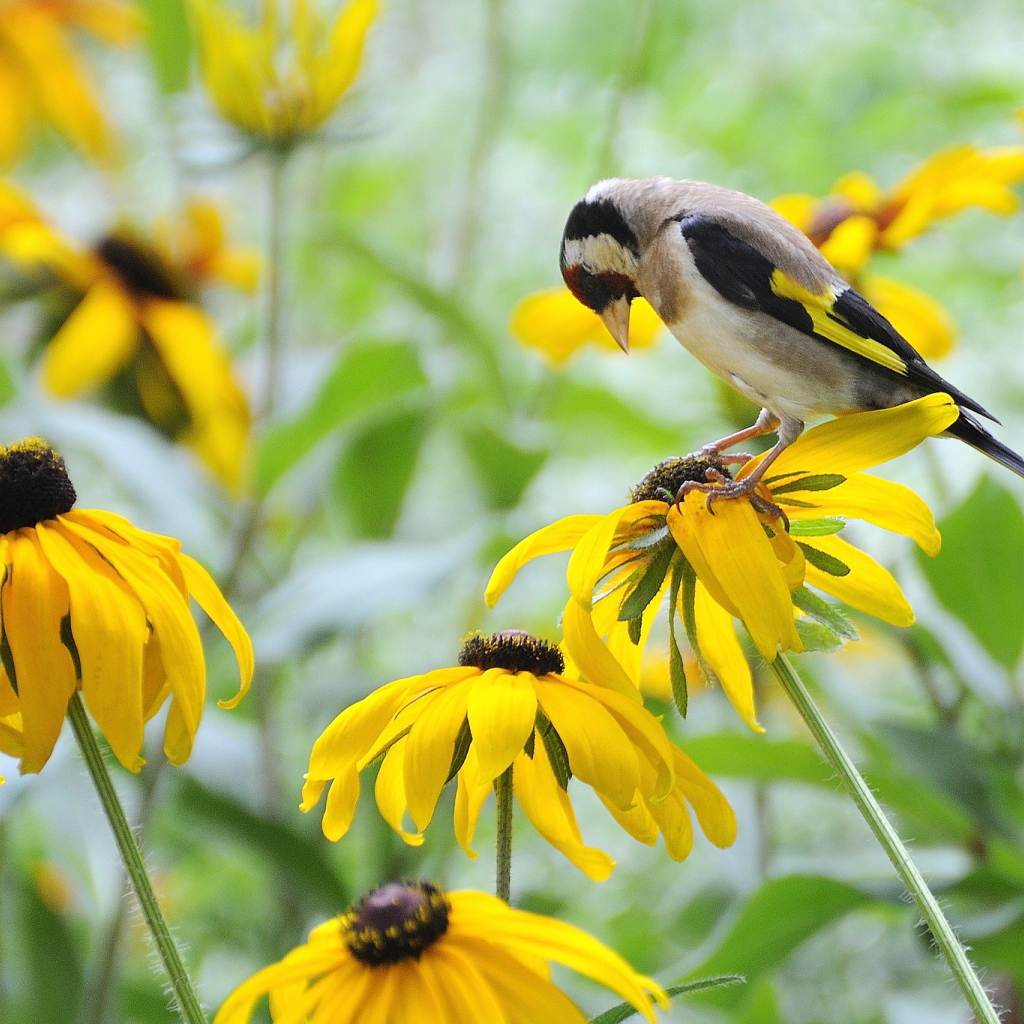 Красивая рудбекия в саду