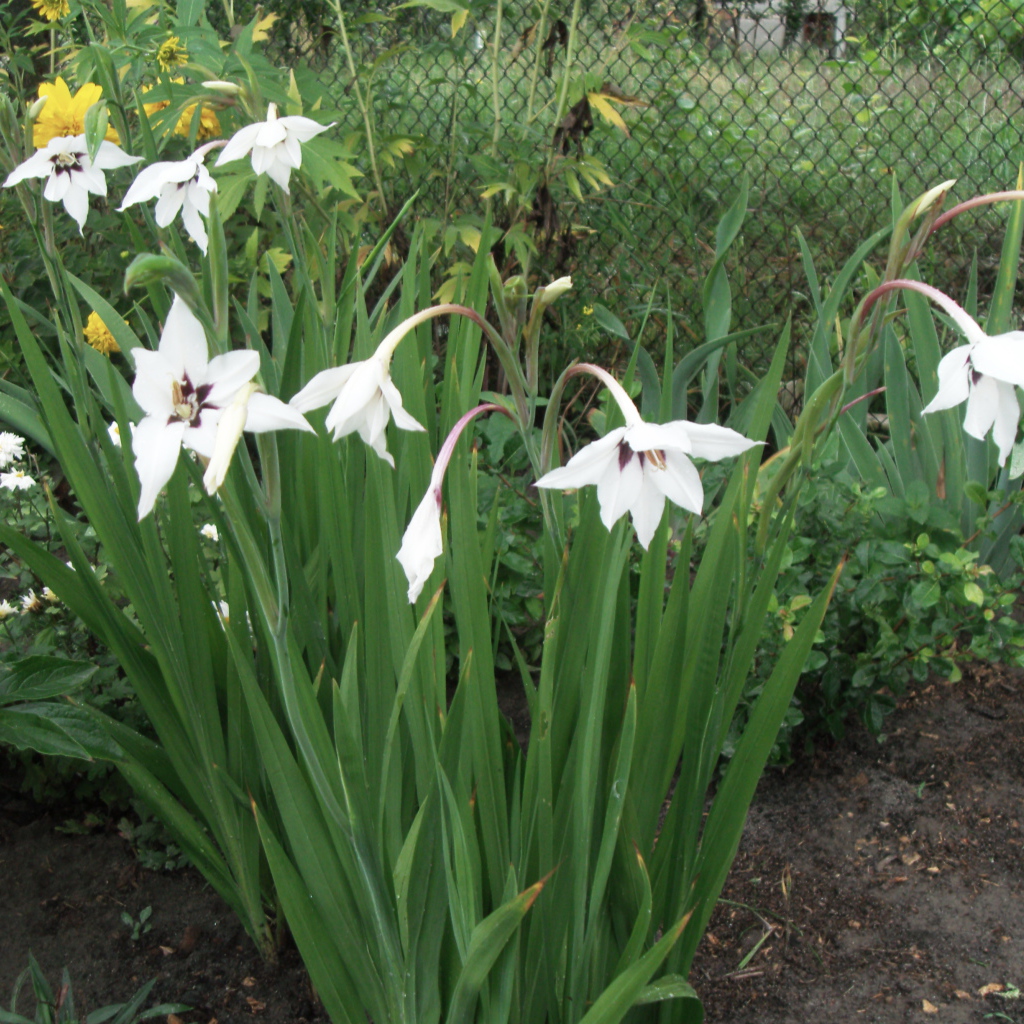 Красивая ацидантера в саду