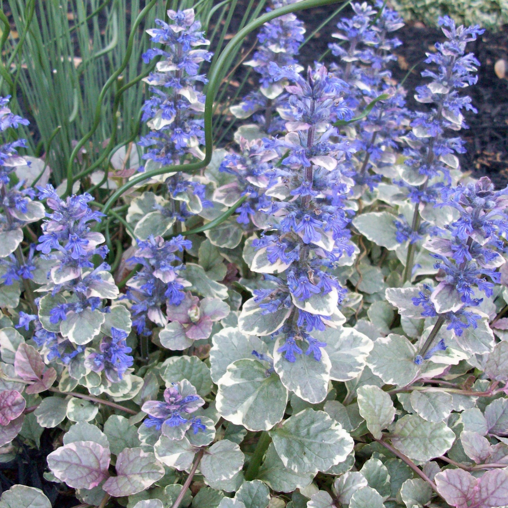 Красивая аюга в саду