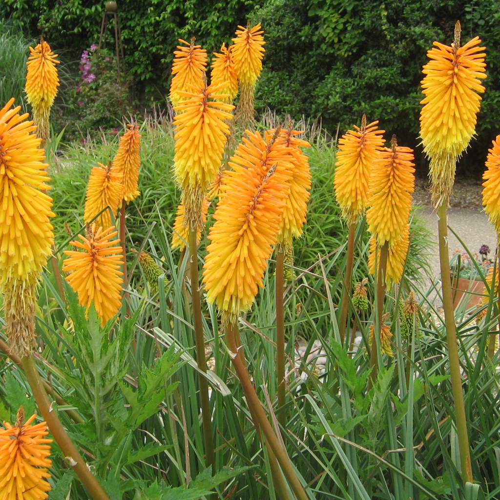 Красивая кникофия в саду