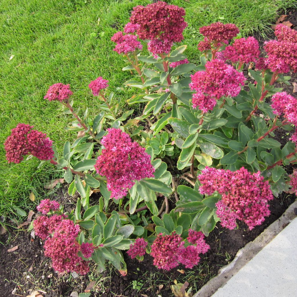 Красивый седум в саду