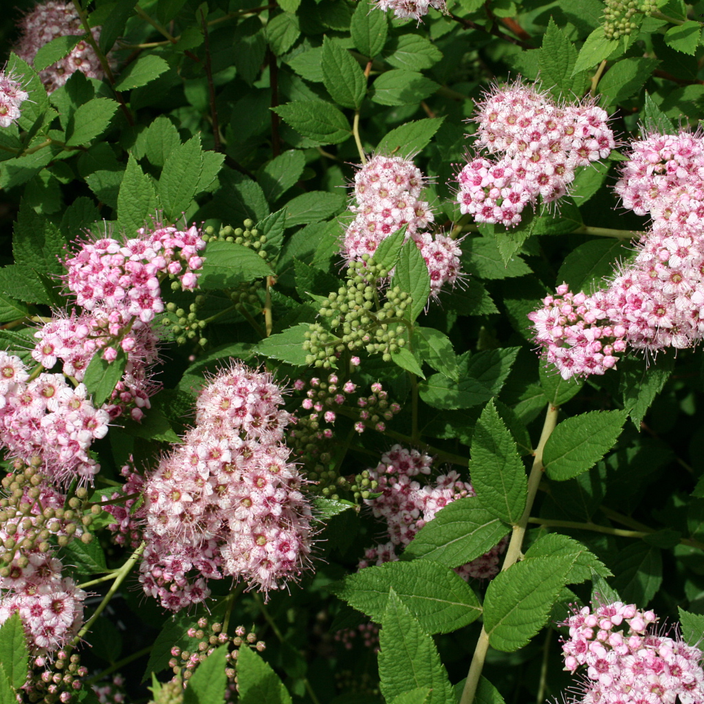 Красивая спирея в саду