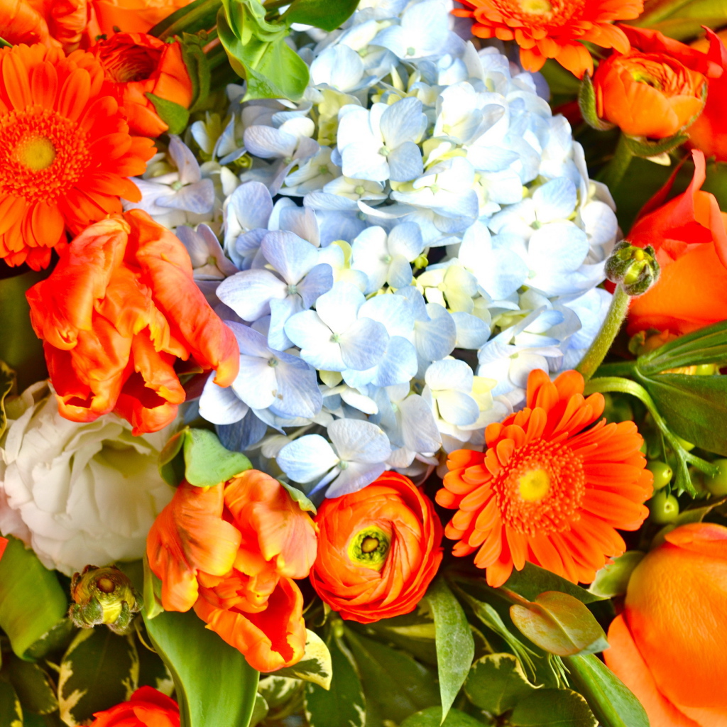 Красивые цветы гербера в парке