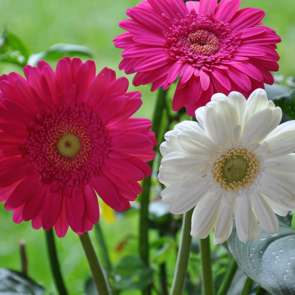 Красивая гербера на дачном участке