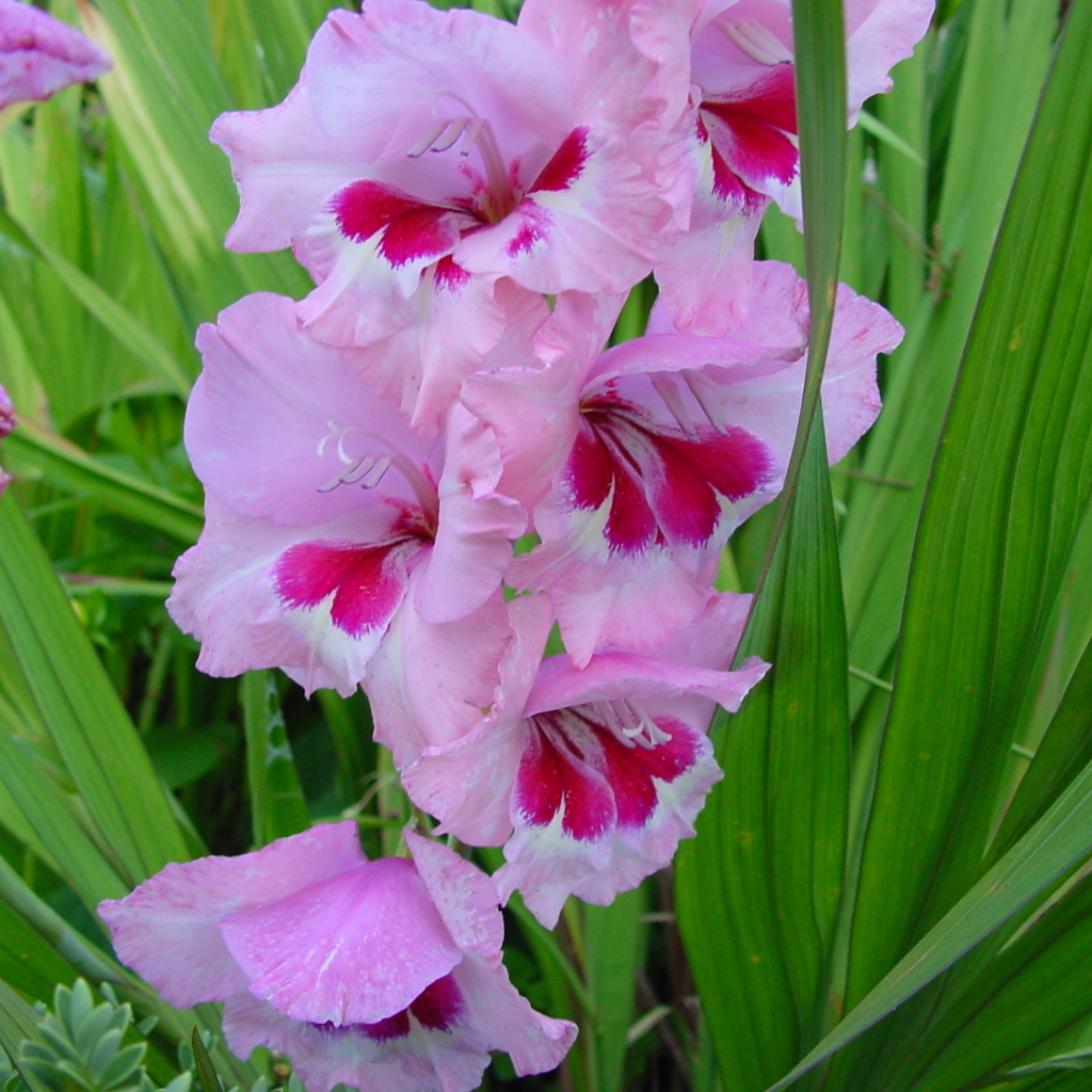 Красивые цветы гладиолус на клумбе в саду