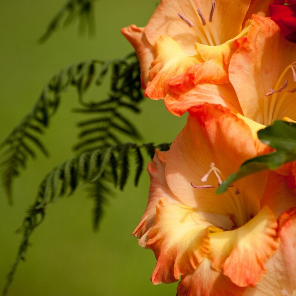 Красивые цветы гладиолус в саду