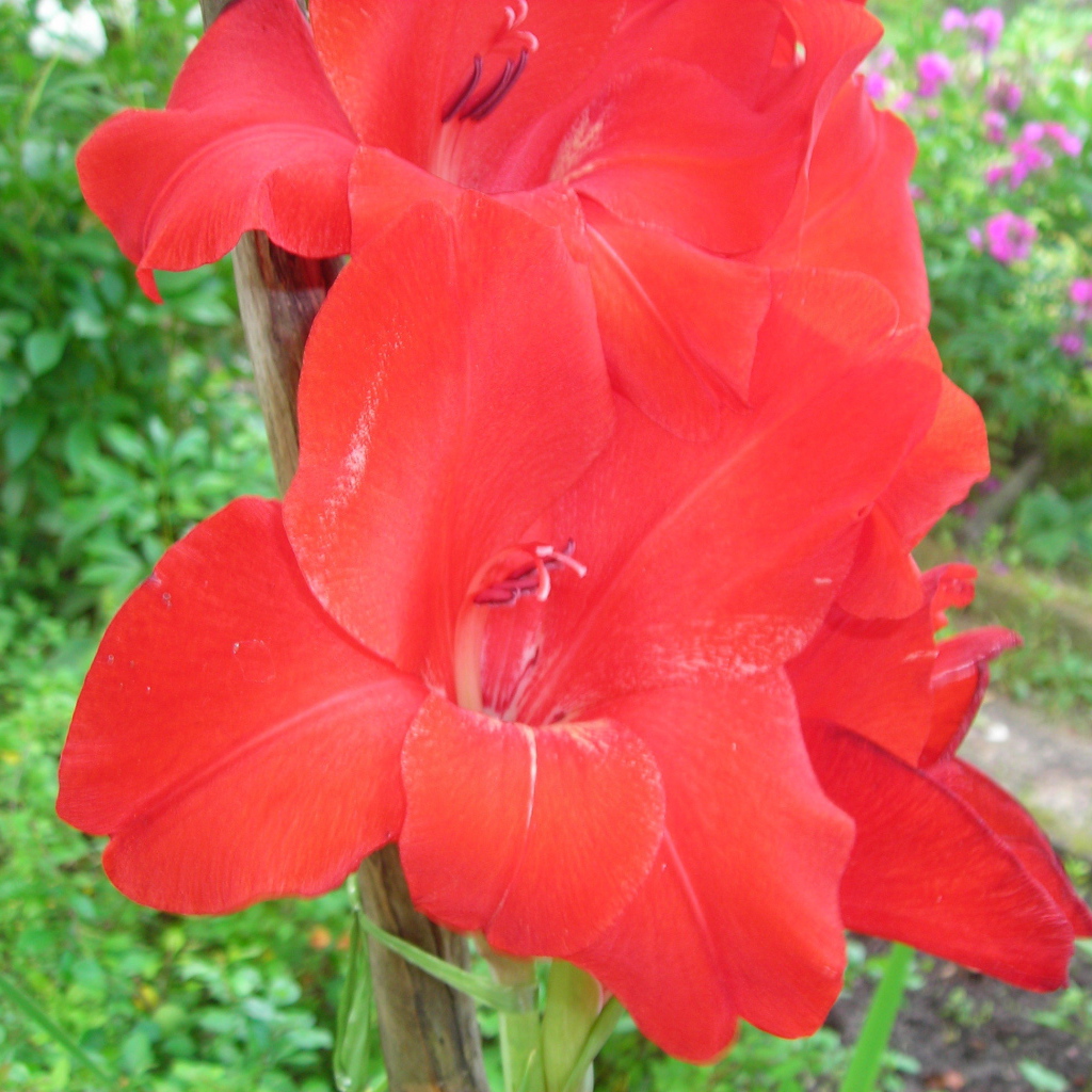 Красивые цветы гладиолус в парке