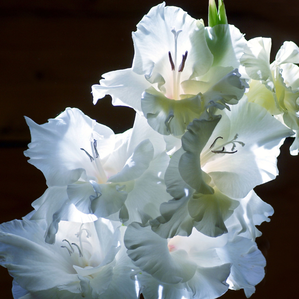 Красивые цветы гладиолус на поляне