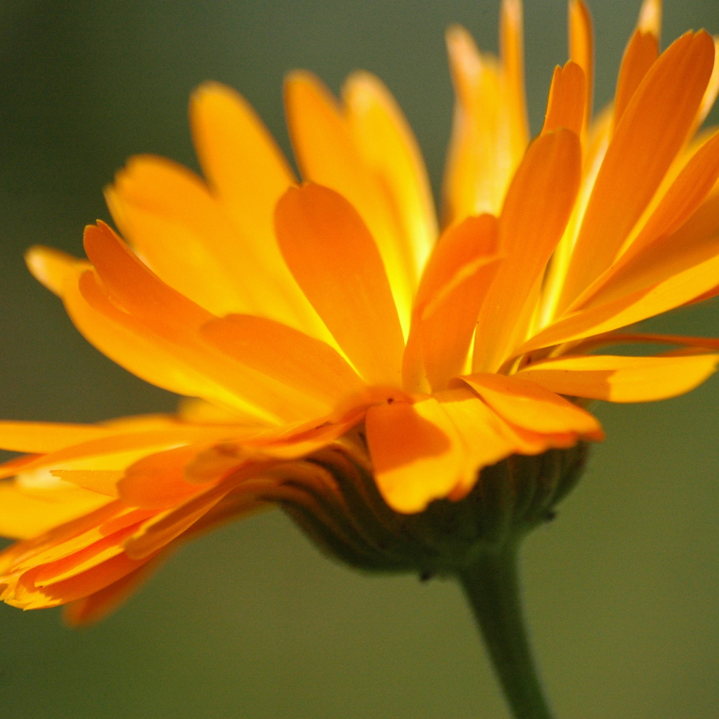 Красивая календула лечебная на дачном участке