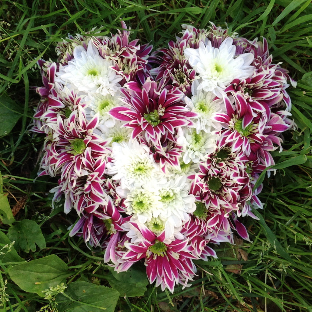 Красивое сердце из цветов хризантема