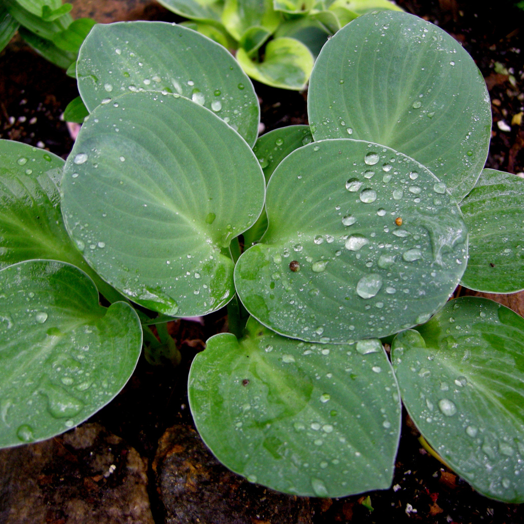 Красивая хоста на дачном участке