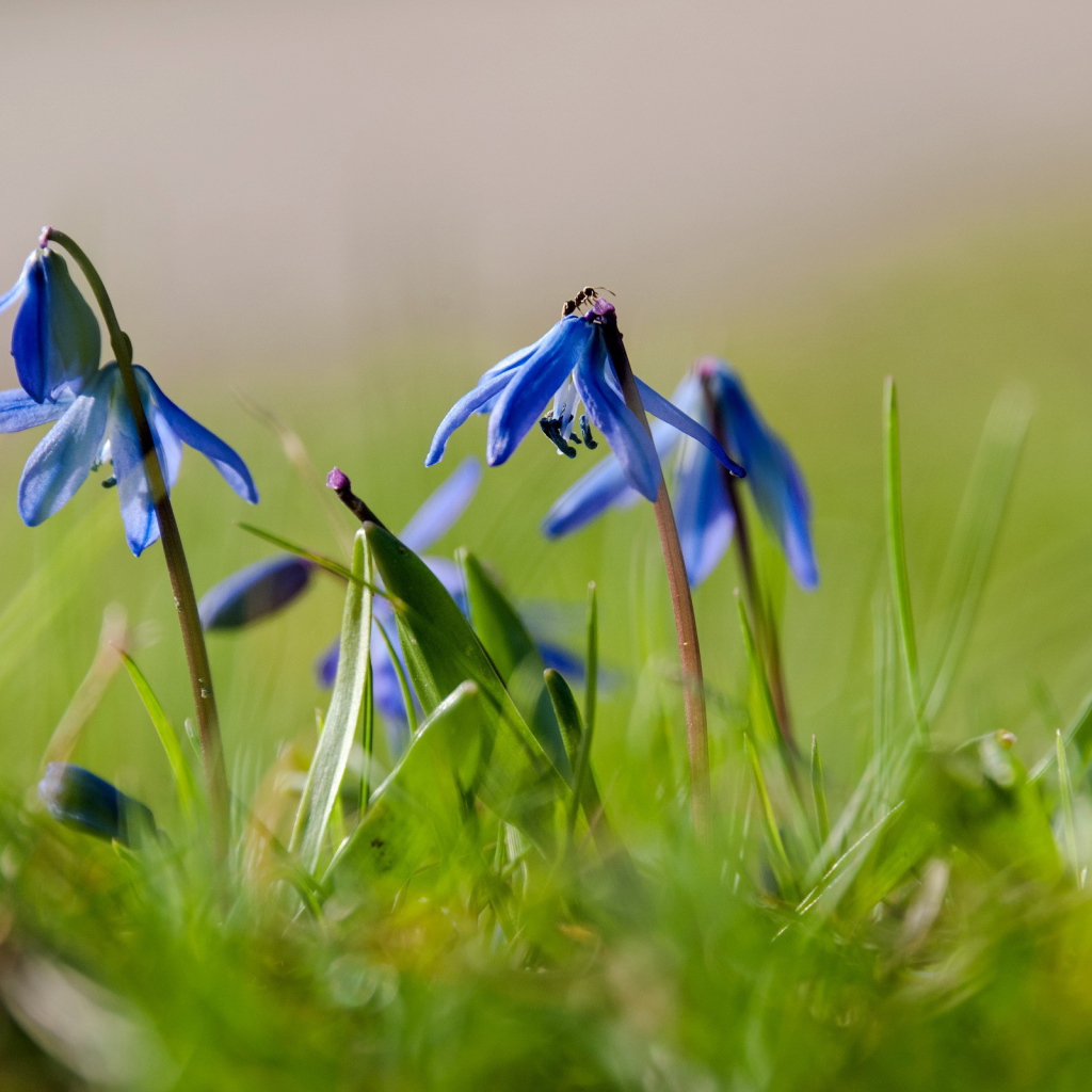 Прекрасные цветы гиацинт на лесной поляне