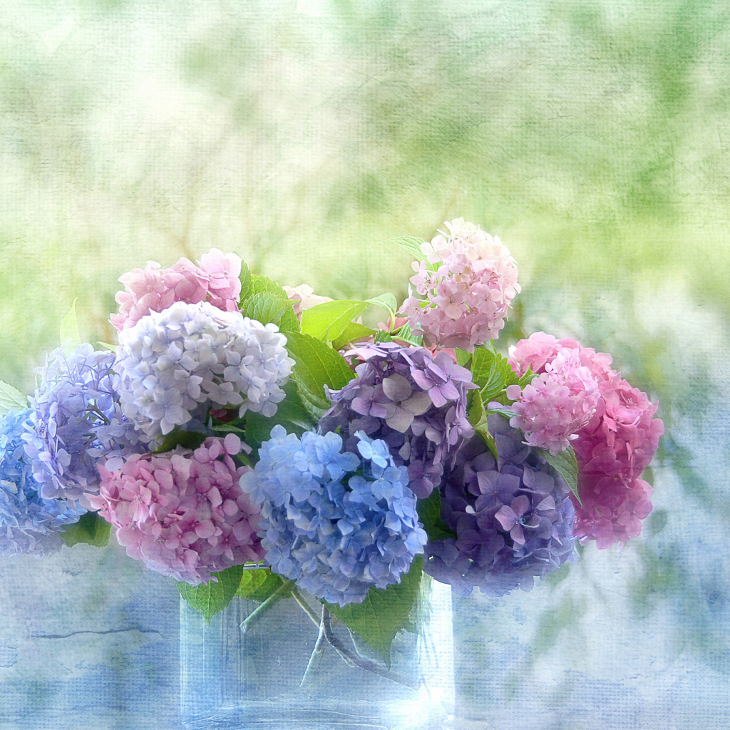 Красивые цветы гортензия в вазе