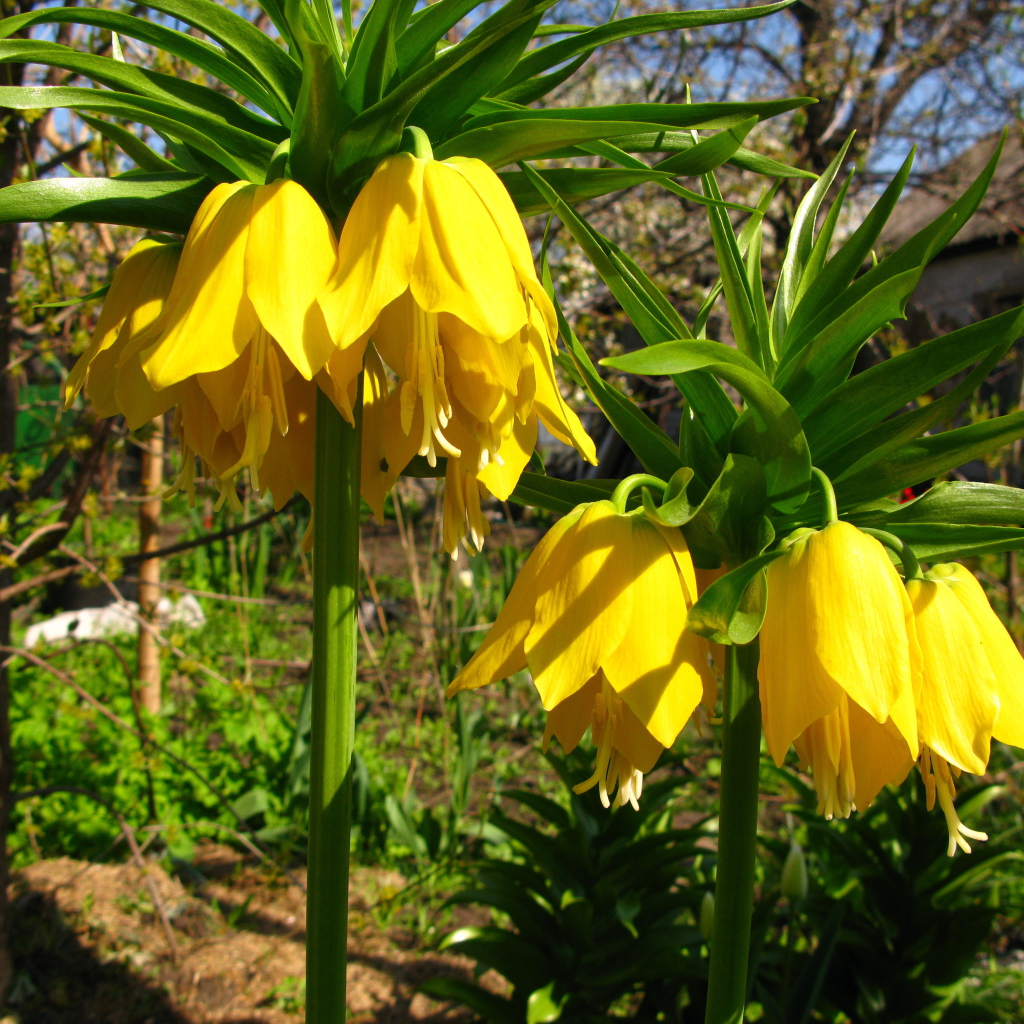 Красивый рябчик императорский в саду