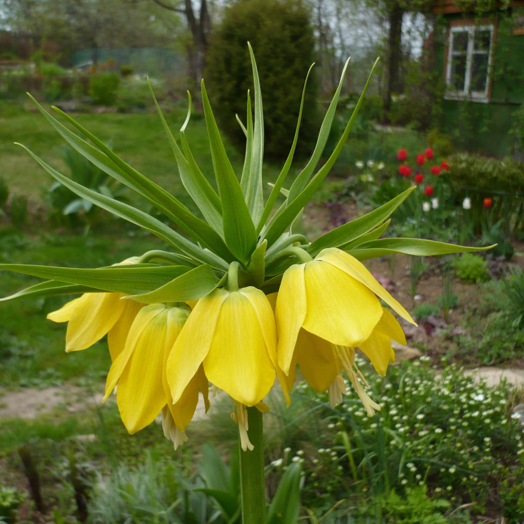 Красивый рябчик императорский на дачном участке
