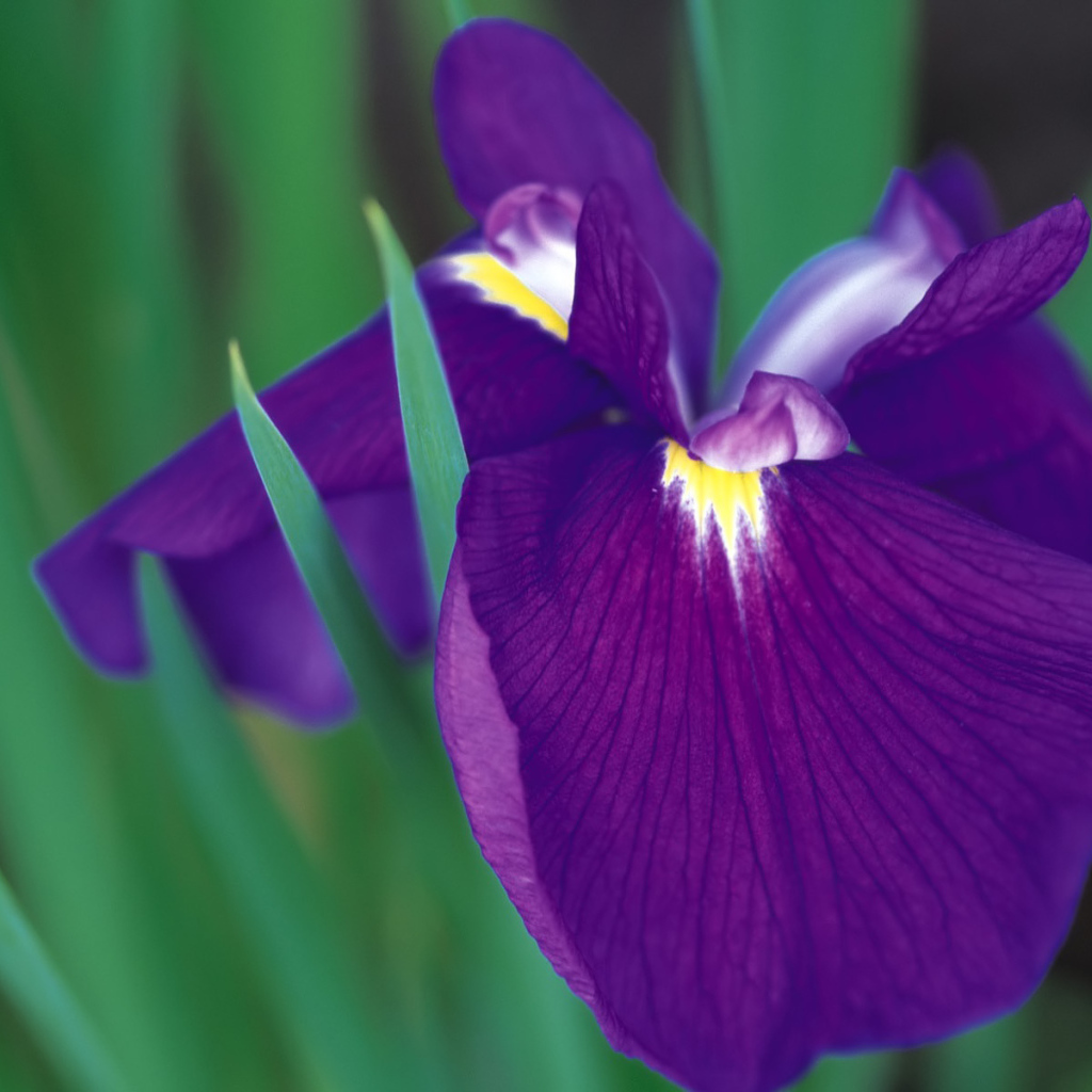 Красивый цветок ирис