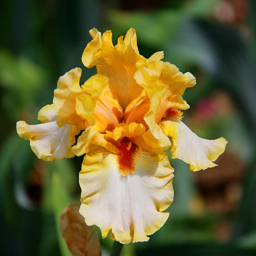 Красивые ирисы в саду