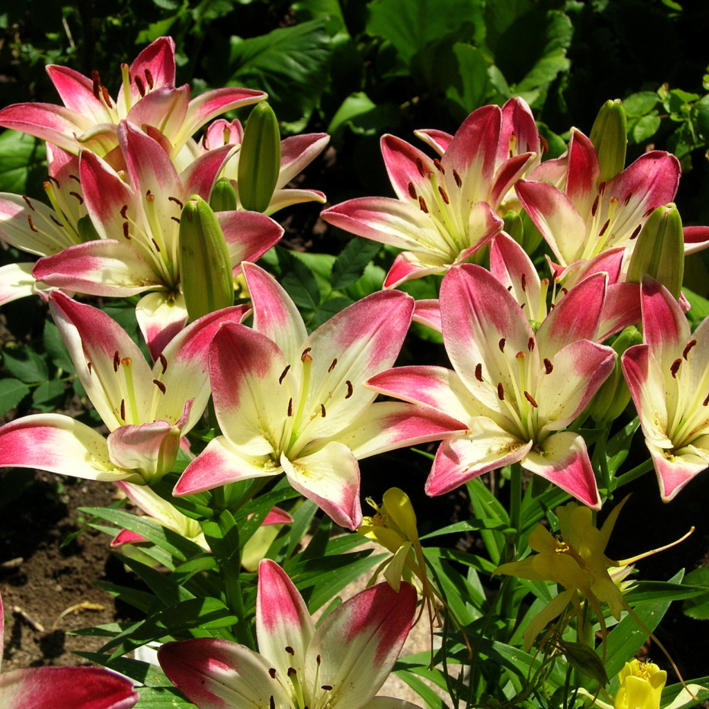 Красивая лилия в саду