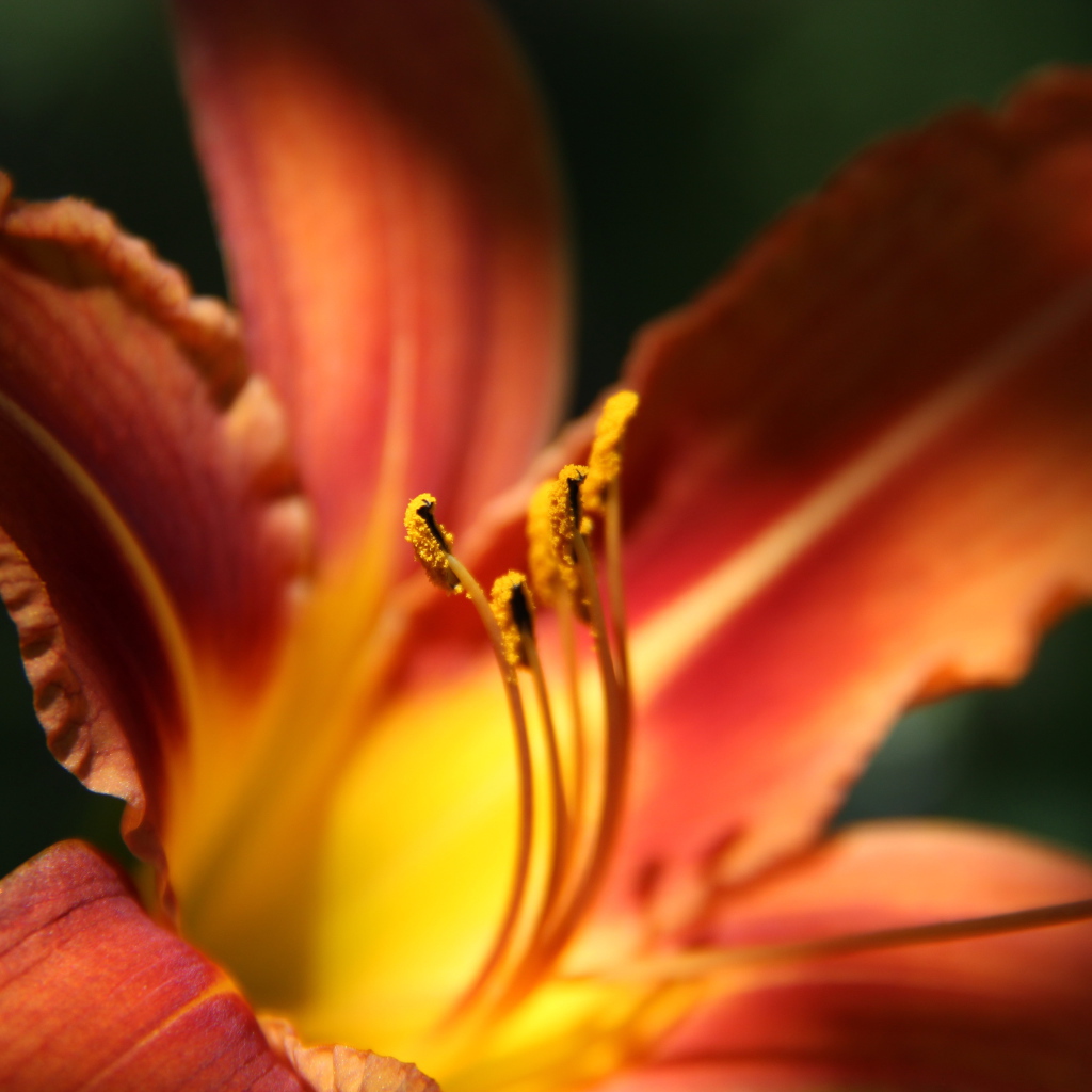 Красивая лилия на дачном участке