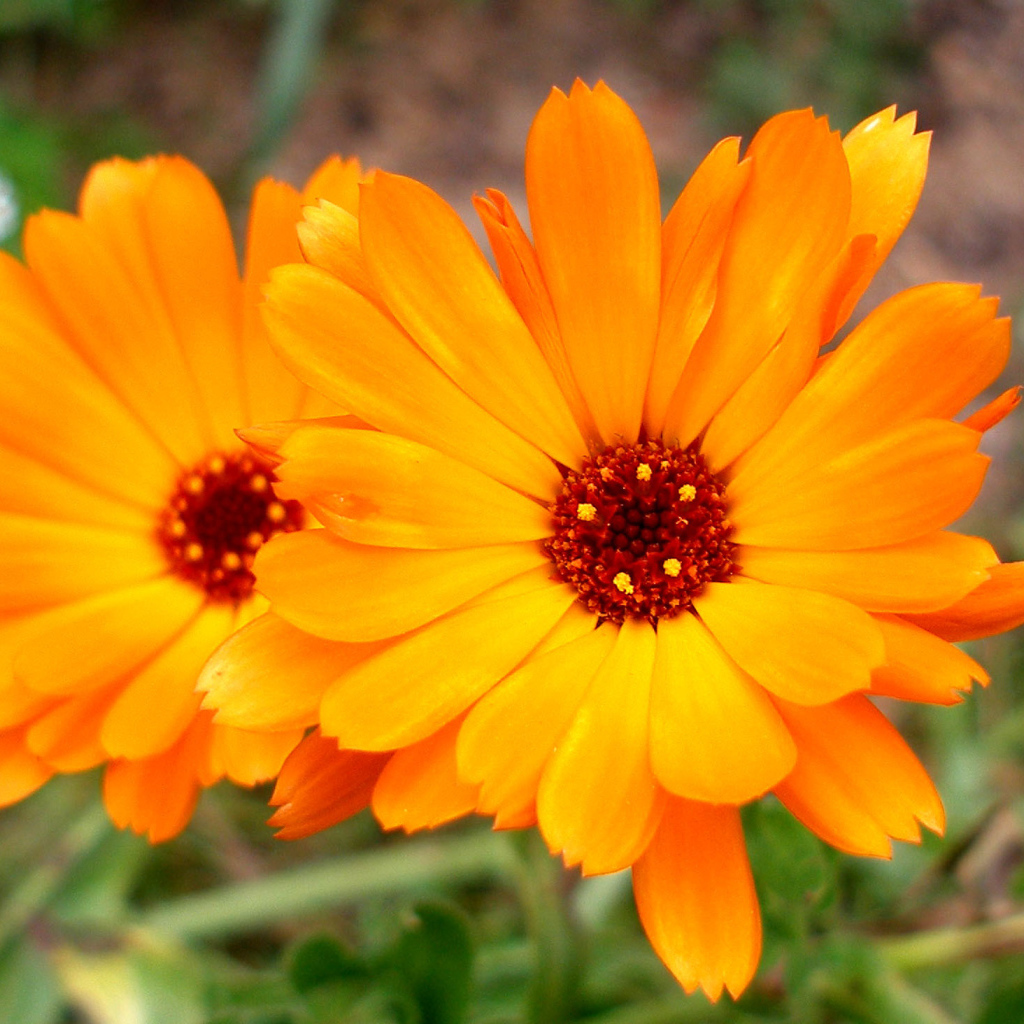 Красивые цветы календулы в саду