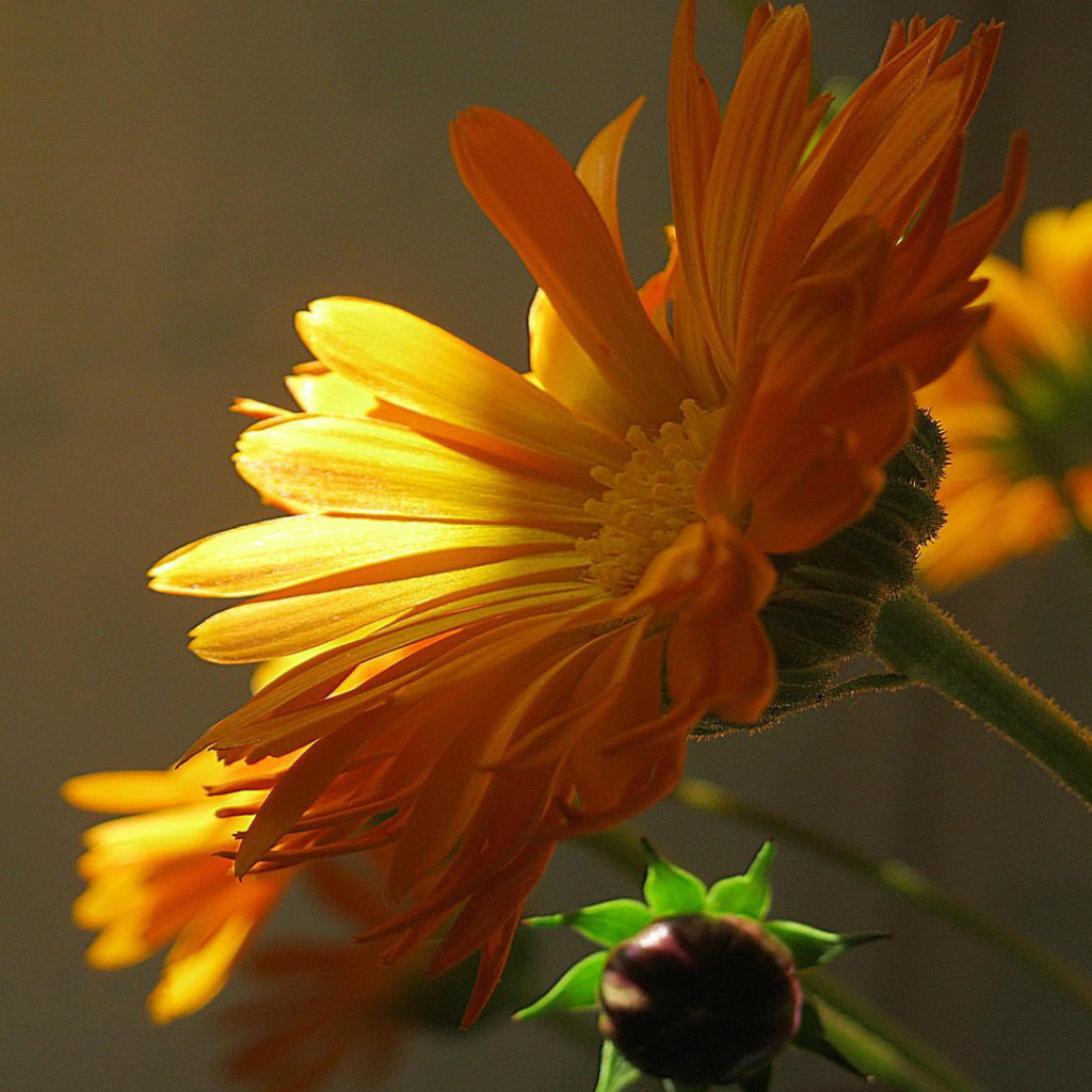 Beautiful marigold medicinal garden