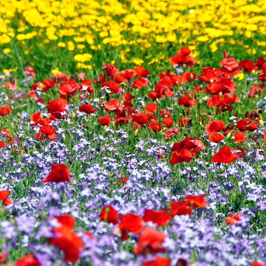 Красивая поляна цветов шафран