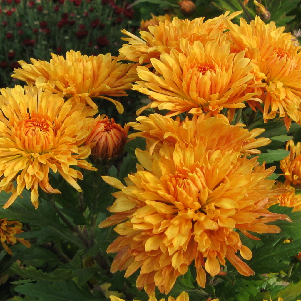 Красивые оранжевые цветы хризантема