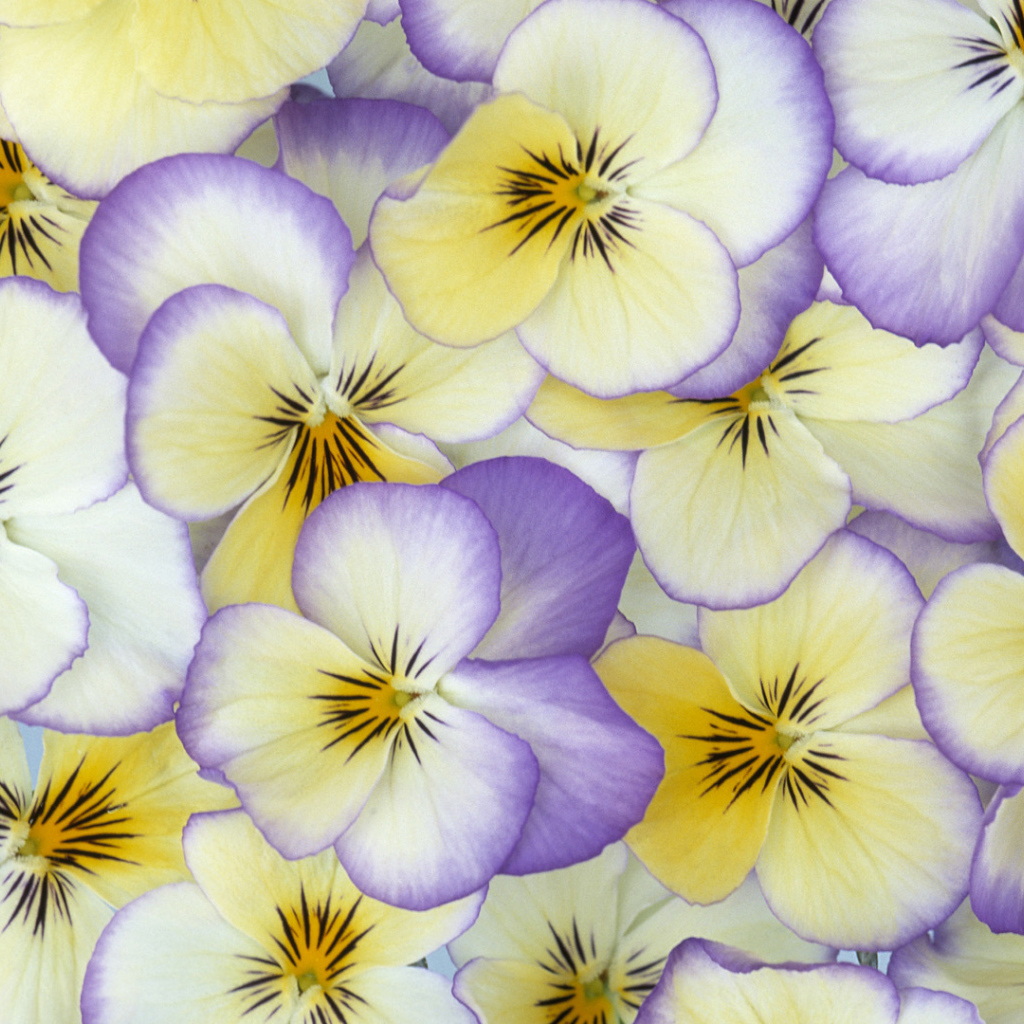 Красивые лепестки цветов анютины глазки