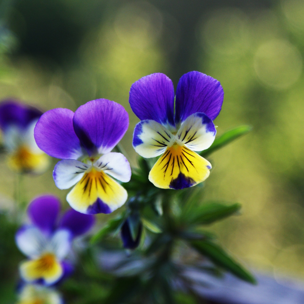 Прекрасные анютины глазки на газоне