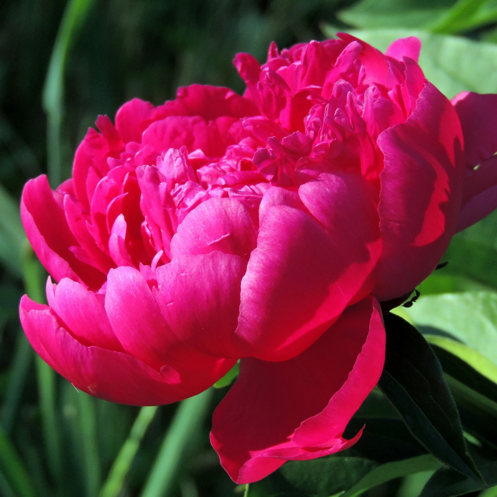 Красивый цветок пион под солнцем