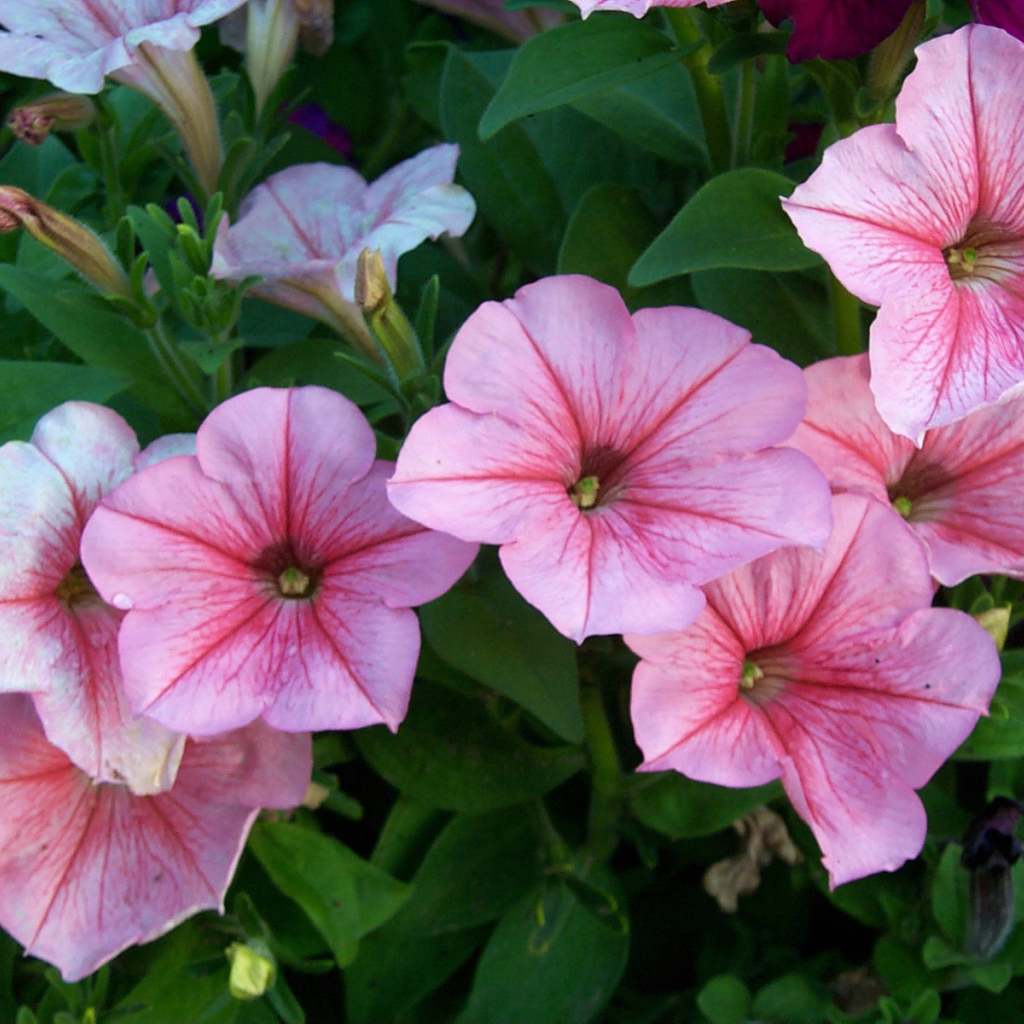 Красивая петуния в саду