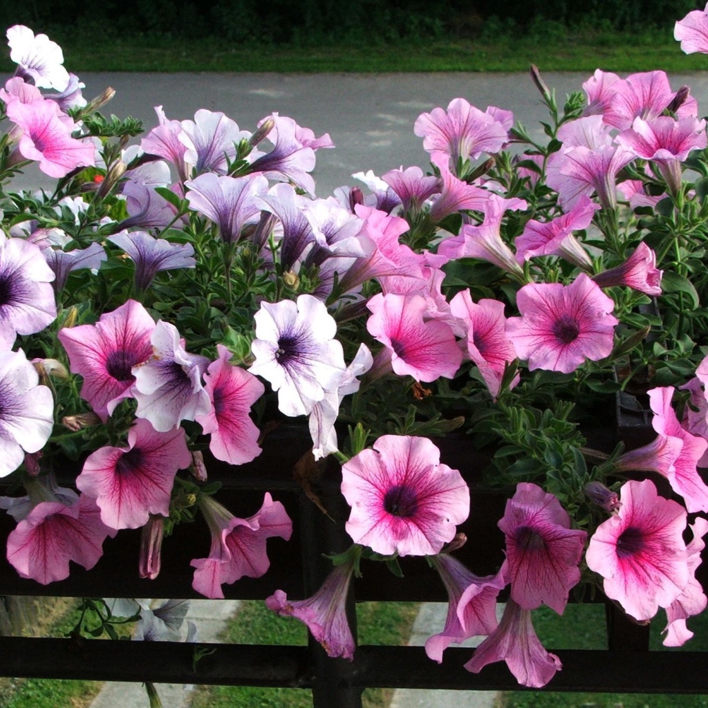 Красивая петуния на дачном участке