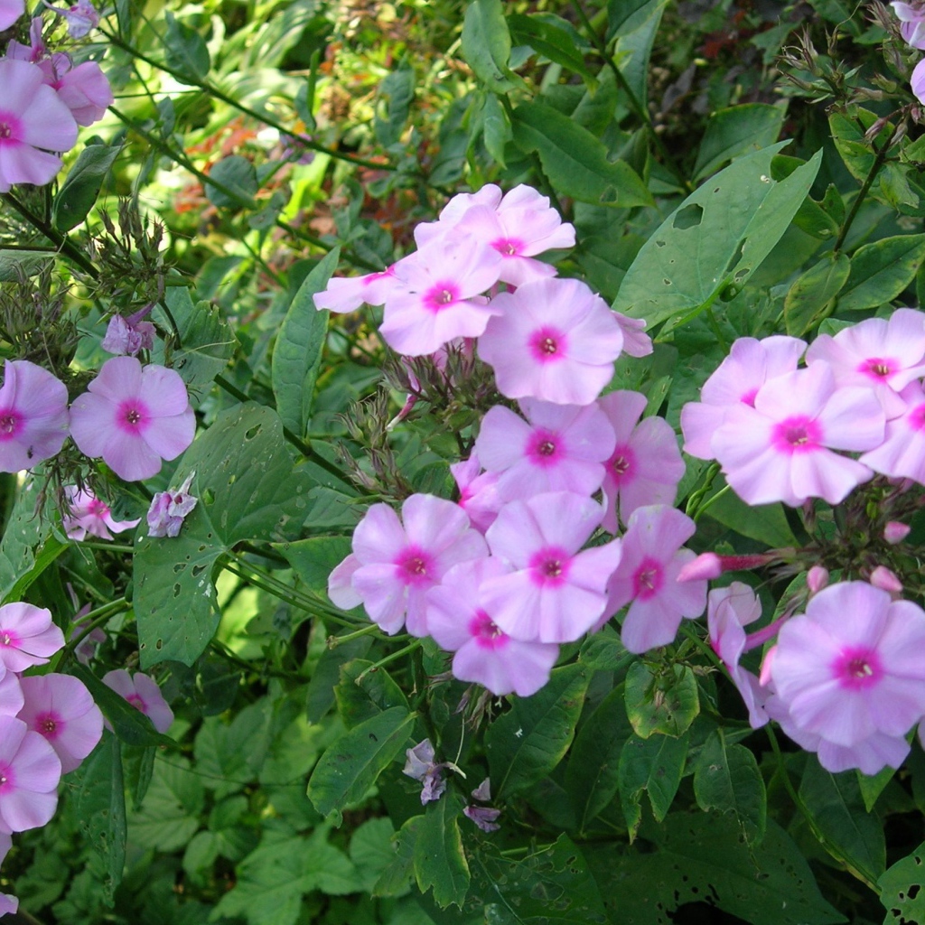 Красивые флоксы в саду