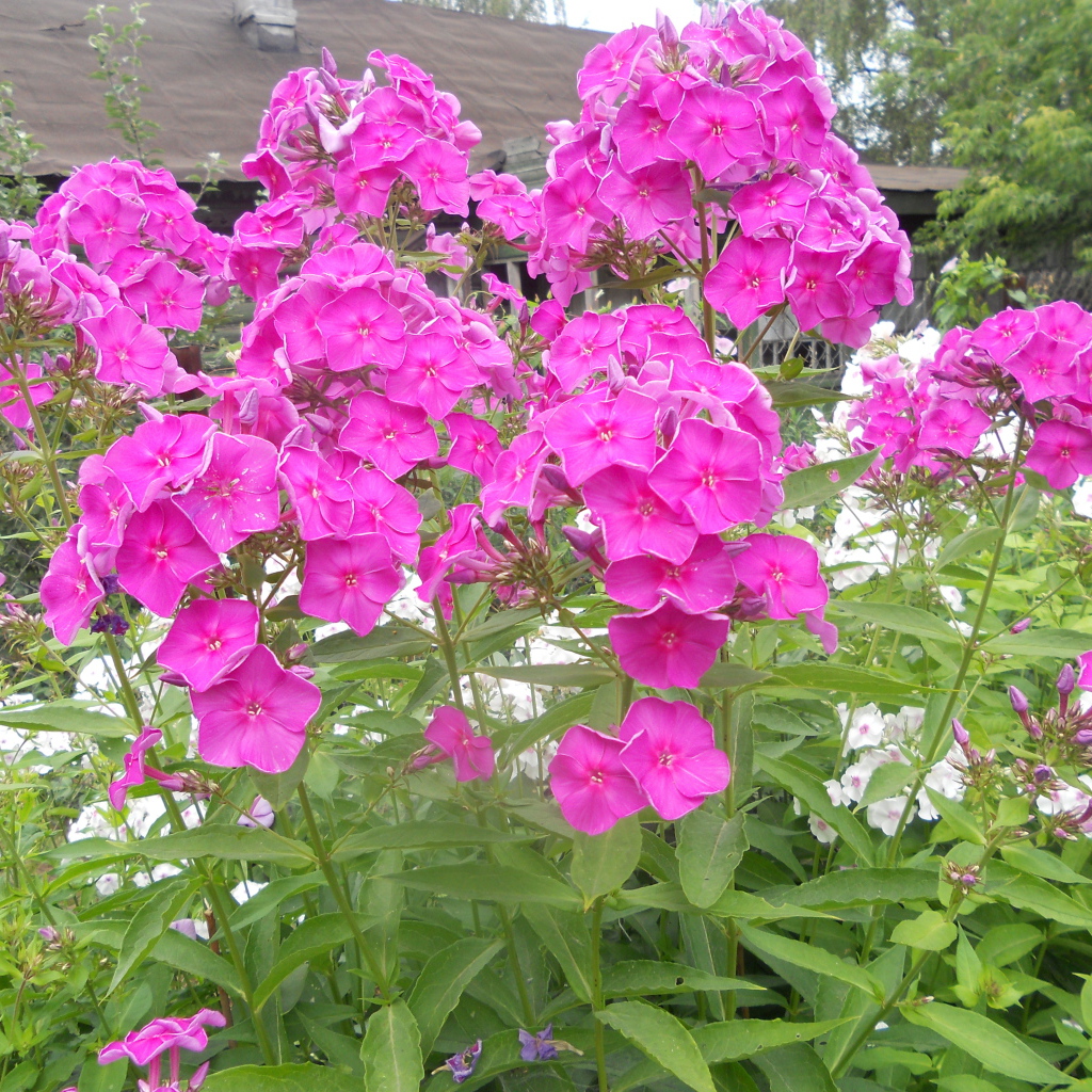 Красивые флоксы возле дома