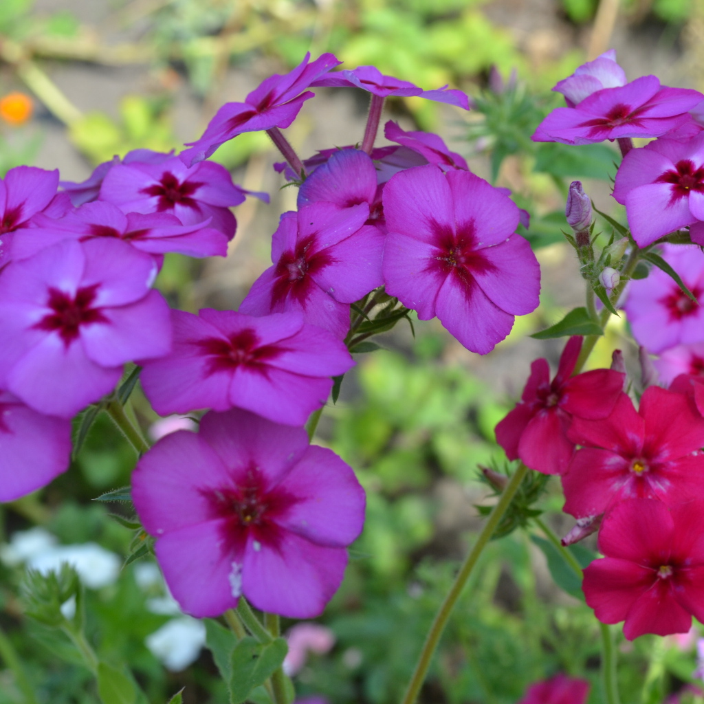 Красивые цветы флоксы в лесу