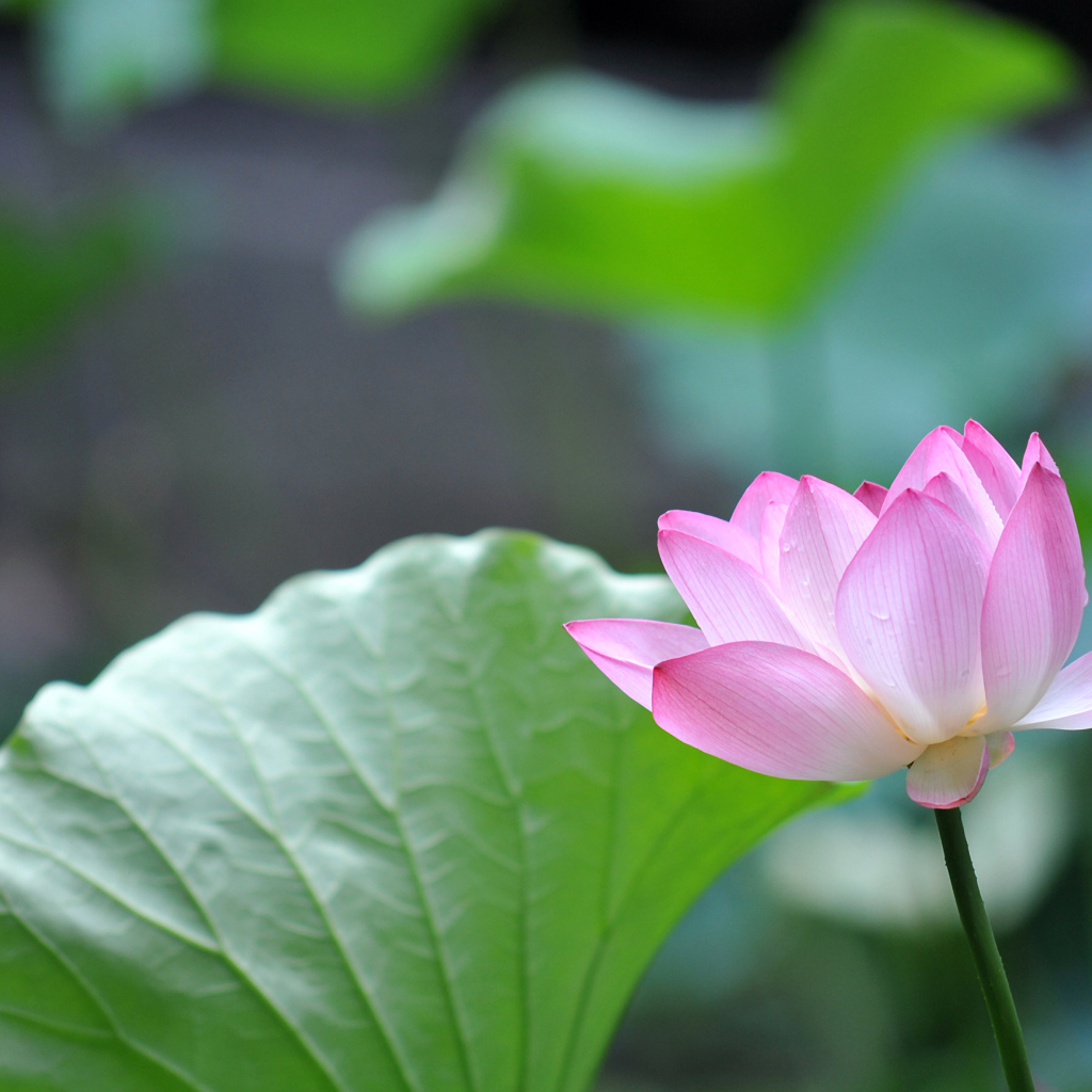 Красивый розовый цветок