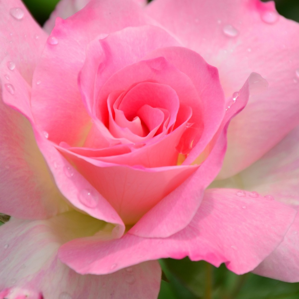 Красивый розовый цветок