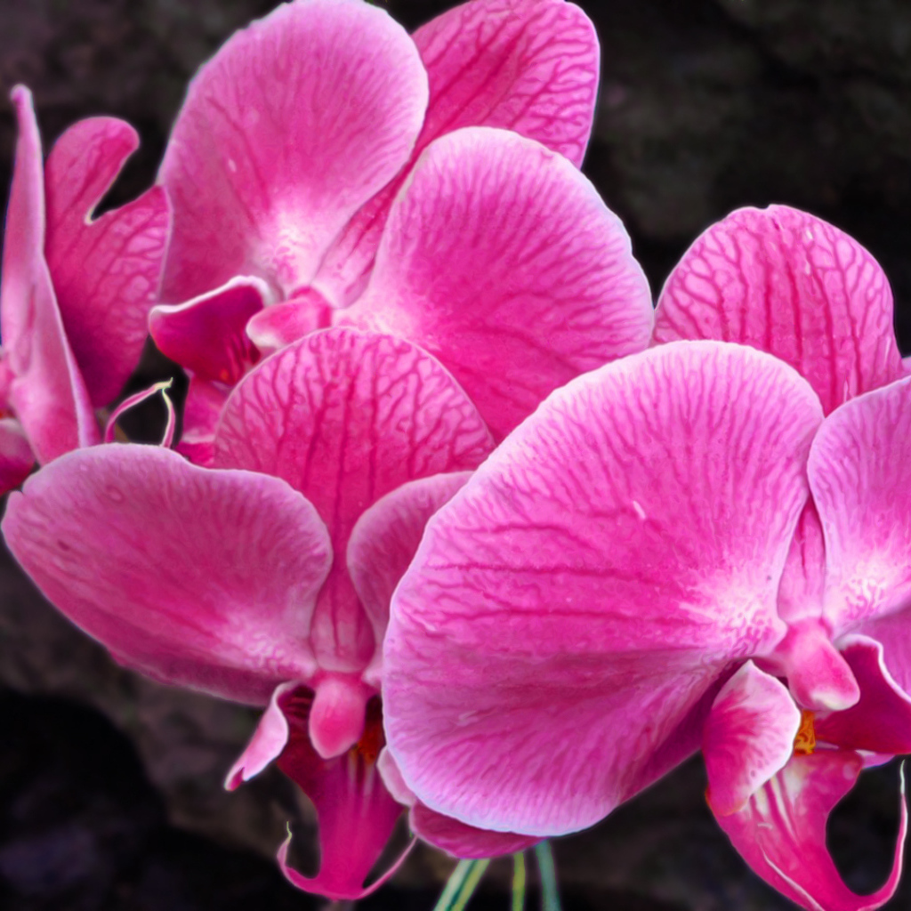 Красивые розовые цветы