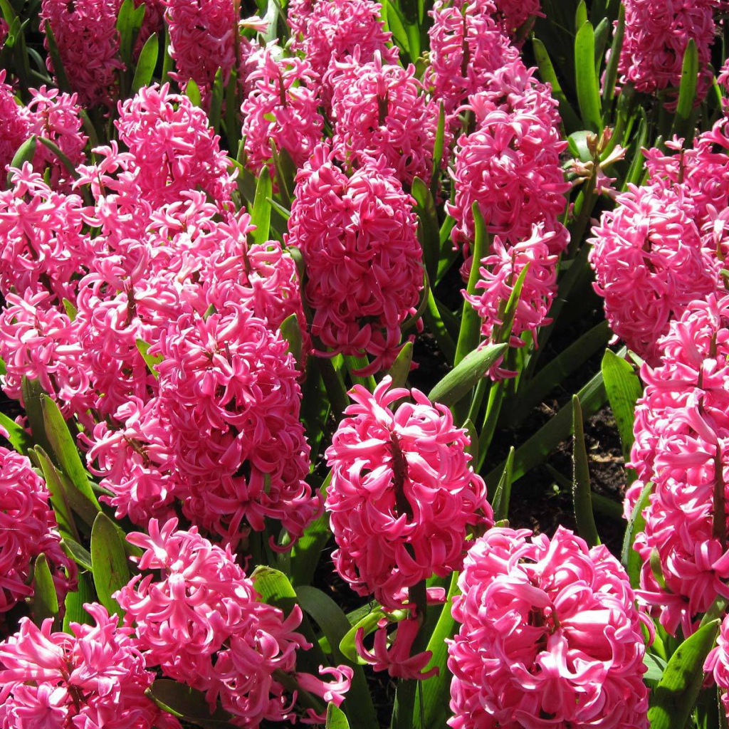 Красивые розовые гиацинты на поляне