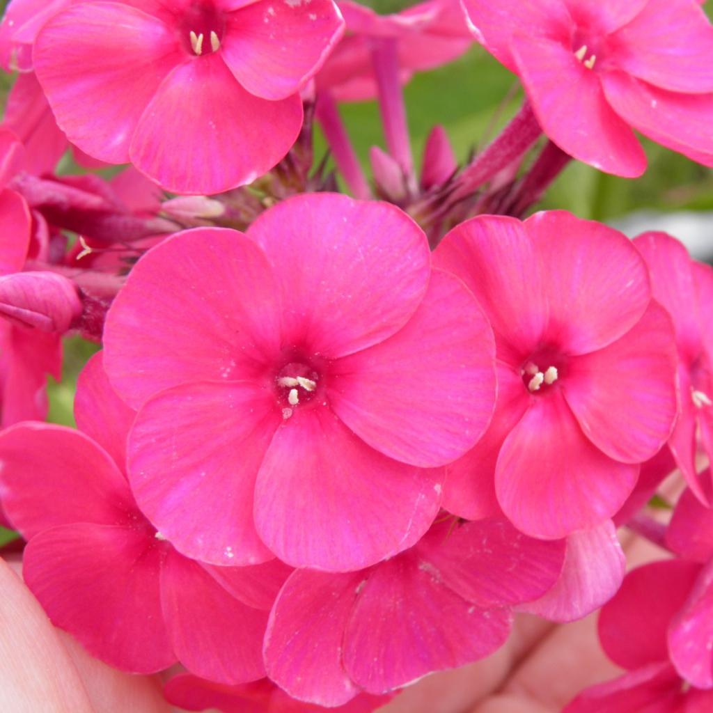 Красивые розовые флоксы на поляне