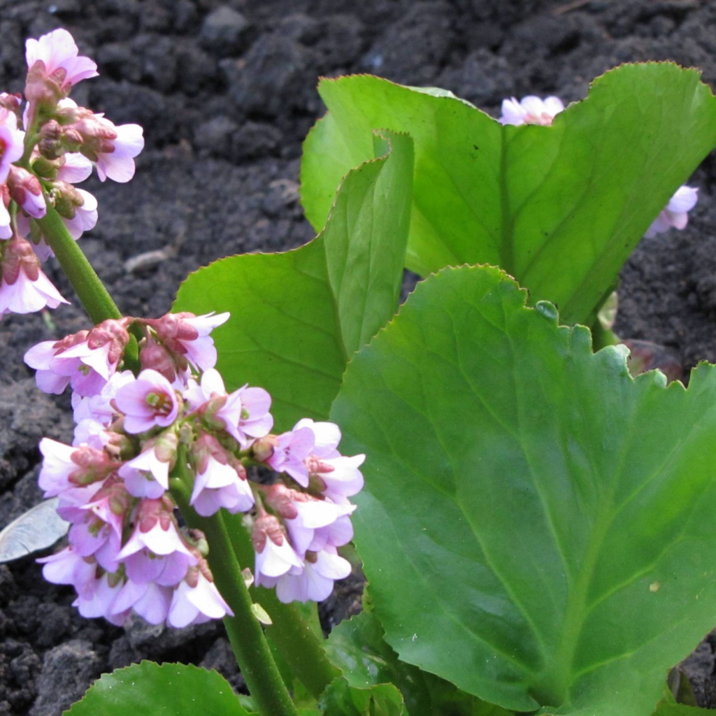 Красивое растение бадан