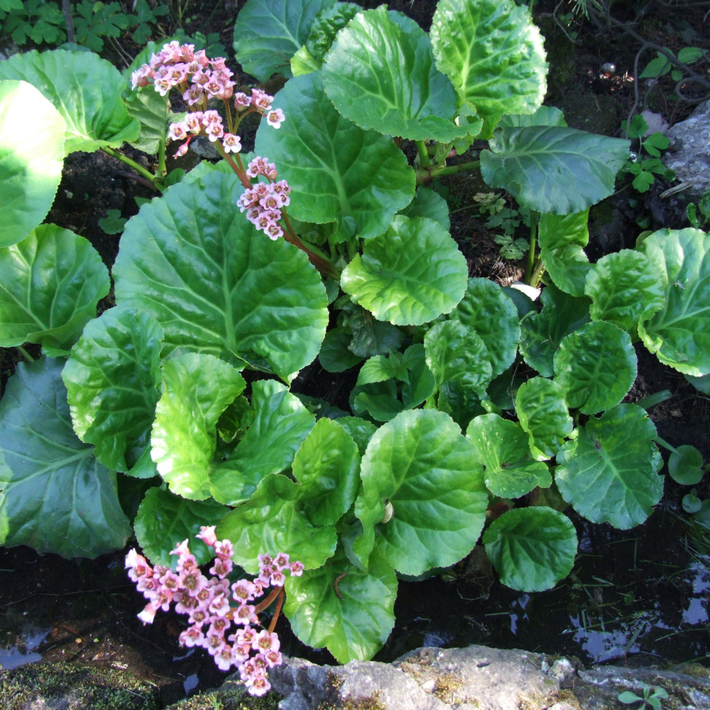 Красивое растение бадан на солнце